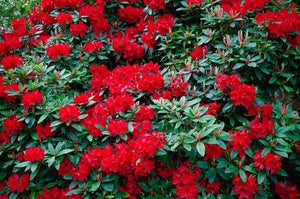 RHODODENDRON MANDALAY 6.0L