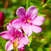 Load image into Gallery viewer, JASMINUM BEESIANUM RED JASMINE 3.5L
