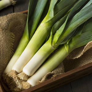 LEEK WELSH WONDER SEED