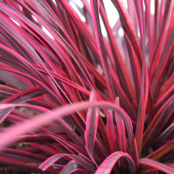 CORDYLINE RASPBERRY FOUNTAIN