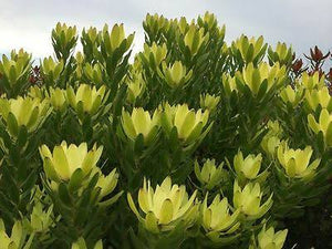 LEUCADENDRON WATERLILY 1.5L