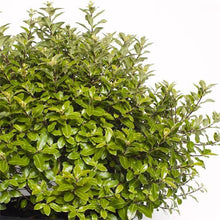 Load image into Gallery viewer, PITTOSPORUM SHRUB HUMPTY DUMPTY 2.5L
