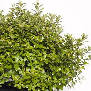 PITTOSPORUM SHRUB HUMPTY DUMPTY 2.5L