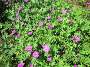 GERANIUM TINY MONSTER 1.5L