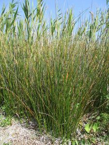 JUNCUS MARITIMUS SEA RUSH PB2