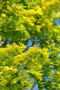 METASEQUOIA GOLD RUSH 15.0L