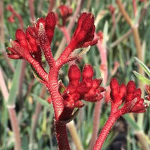 Load image into Gallery viewer, ANIGOZANTHUS FROSTY RED
