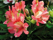 Load image into Gallery viewer, ALSTROEMERIA COMPACT INTICANCHA KANIKA 2.5L
