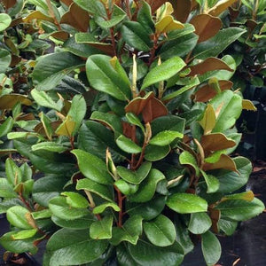 MAGNOLIA GRANDIFLORA TEDDY BEAR 2.5L