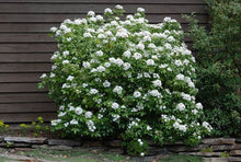 Load image into Gallery viewer, CHOISYA TERNATA MEXICAN ORANGE BLOSSOM 2.6L
