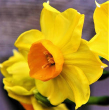 Load image into Gallery viewer, DAFFODIL TAZETTA SOLEIL D&#39;OR 5PK

