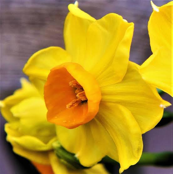 DAFFODIL TAZETTA SOLEIL D'OR 5PK