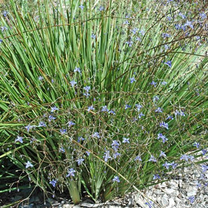 DIANELLA KENTLYN 1.5L