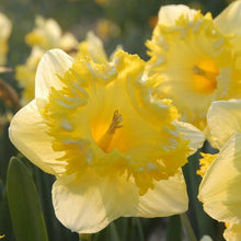 Load image into Gallery viewer, DAFFODIL LARGE CUPPED SNOW TIP 5PK
