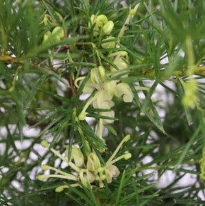 GREVILLEA CREAM N GREEN