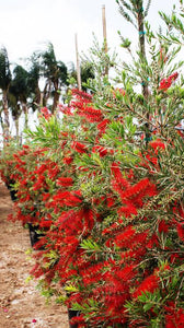 CALLISTEMON SLIM