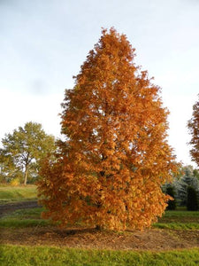 METASEQUOIA GOLD RUSH 15.0L