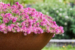 ORIGANUM BELISSIMO 14CM