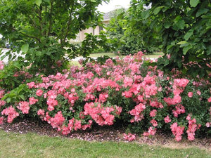 ROSE FLOWER CARPET CORAL