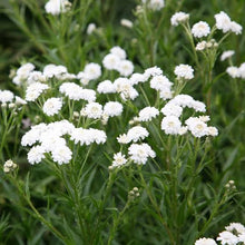 Load image into Gallery viewer, ACHILLEA THE PEARL SEED
