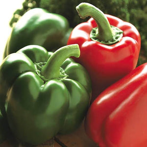 CAPSICUM GIANT BELL SEED