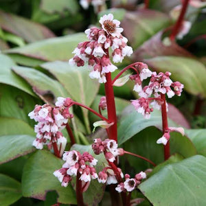 BERGENIA SILVERLIGHT 1.5L