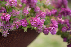 ORIGANUM BELISSIMO 14CM