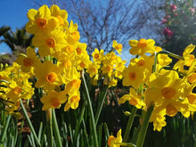 Load image into Gallery viewer, DAFFODIL TAZETTA SOLEIL D&#39;OR 5PK
