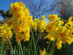 DAFFODIL TAZETTA SOLEIL D'OR 5PK