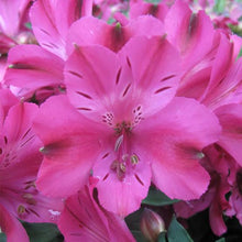 Load image into Gallery viewer, ALSTROEMERIA COMPACT INTICANCHA MACHU 2.5L
