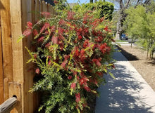 Load image into Gallery viewer, CALLISTEMON SLIM
