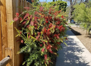 CALLISTEMON SLIM