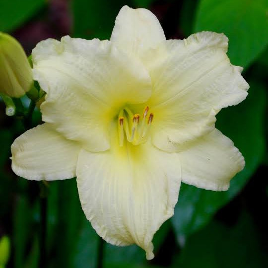 HEMEROCALLIS BROCADED GOWN 2.5L