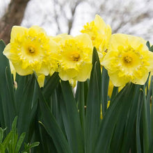 Load image into Gallery viewer, DAFFODIL LARGE CUPPED SNOW TIP 5PK
