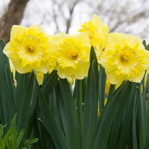 DAFFODIL LARGE CUPPED SNOW TIP 5PK