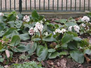 BERGENIA SILVERLIGHT 1.5L