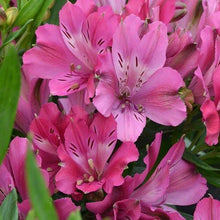 Load image into Gallery viewer, ALSTROEMERIA COMPACT INTICANCHA MACHU 2.5L
