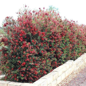 CALLISTEMON SLIM