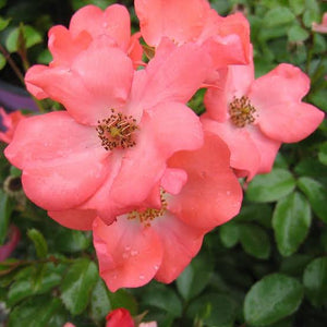 ROSE FLOWER CARPET CORAL