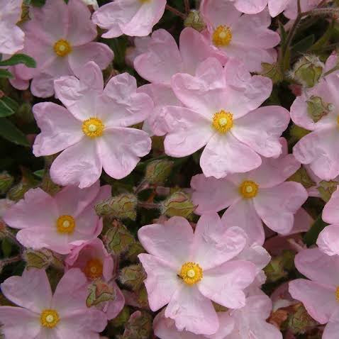 CISTUS SKANBERGII 3.3L