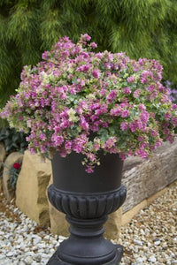 ORIGANUM BELISSIMO 14CM