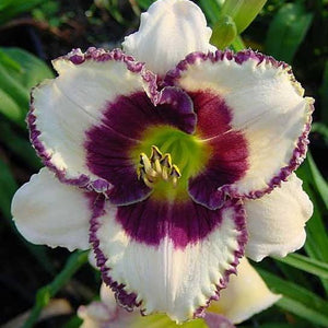 HEMEROCALLIS BORDER MUSIC 2.5L