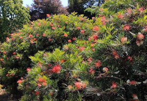 GREVILLEA SUPERBA