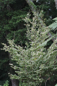 CAMELLIA SPECIES TRANSNOKOENSIS 6.0L