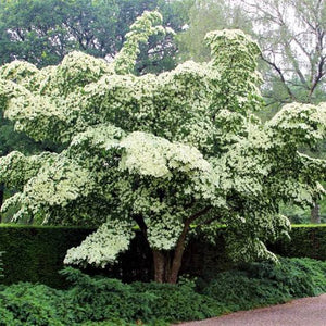 CORNUS KOUSA MILKY WAY PB18