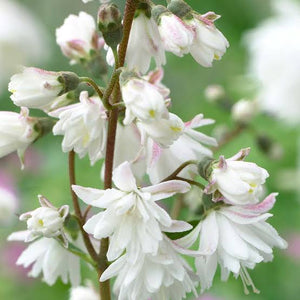 DEUTZIA PRIDE OF ROCHESTER 2.5L