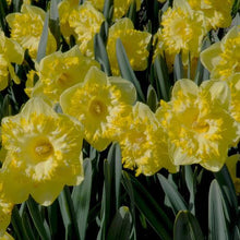 Load image into Gallery viewer, DAFFODIL LARGE CUPPED SNOW TIP 5PK
