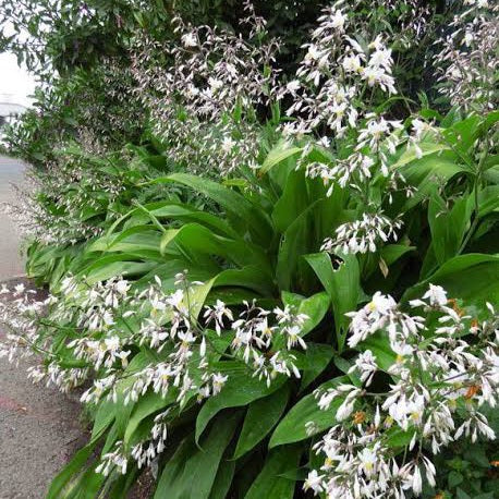 ARTHROPODIUM RENGA RENGA LILY