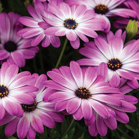 OSTEOSPERMUM DAYDREAM 14CM