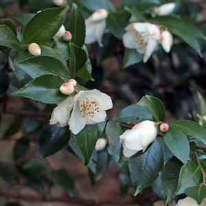 CAMELLIA SPECIES TRANSNOKOENSIS 6.0L